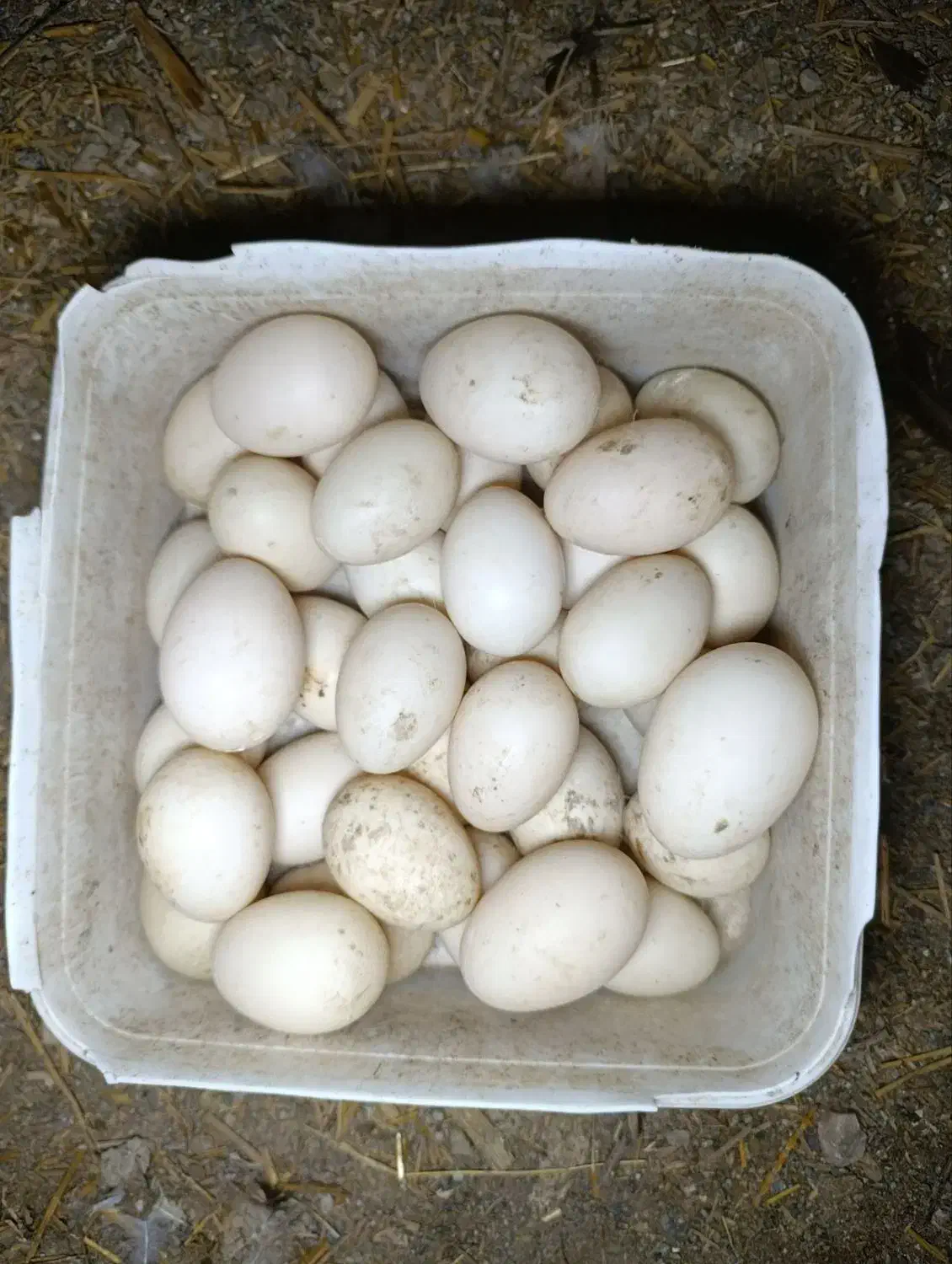 تخم نطفه دار اردک اسرائیلی|حیوانات مزرعه|سیجوال, |دیوار