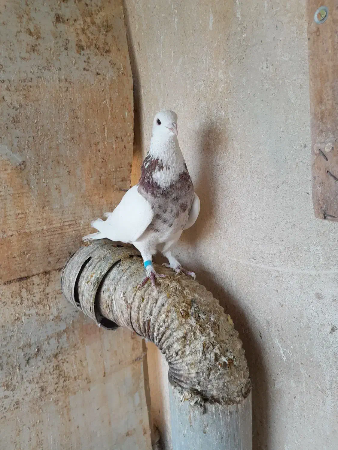 کبوتر بهبهانی|پرنده|کازرون, |دیوار