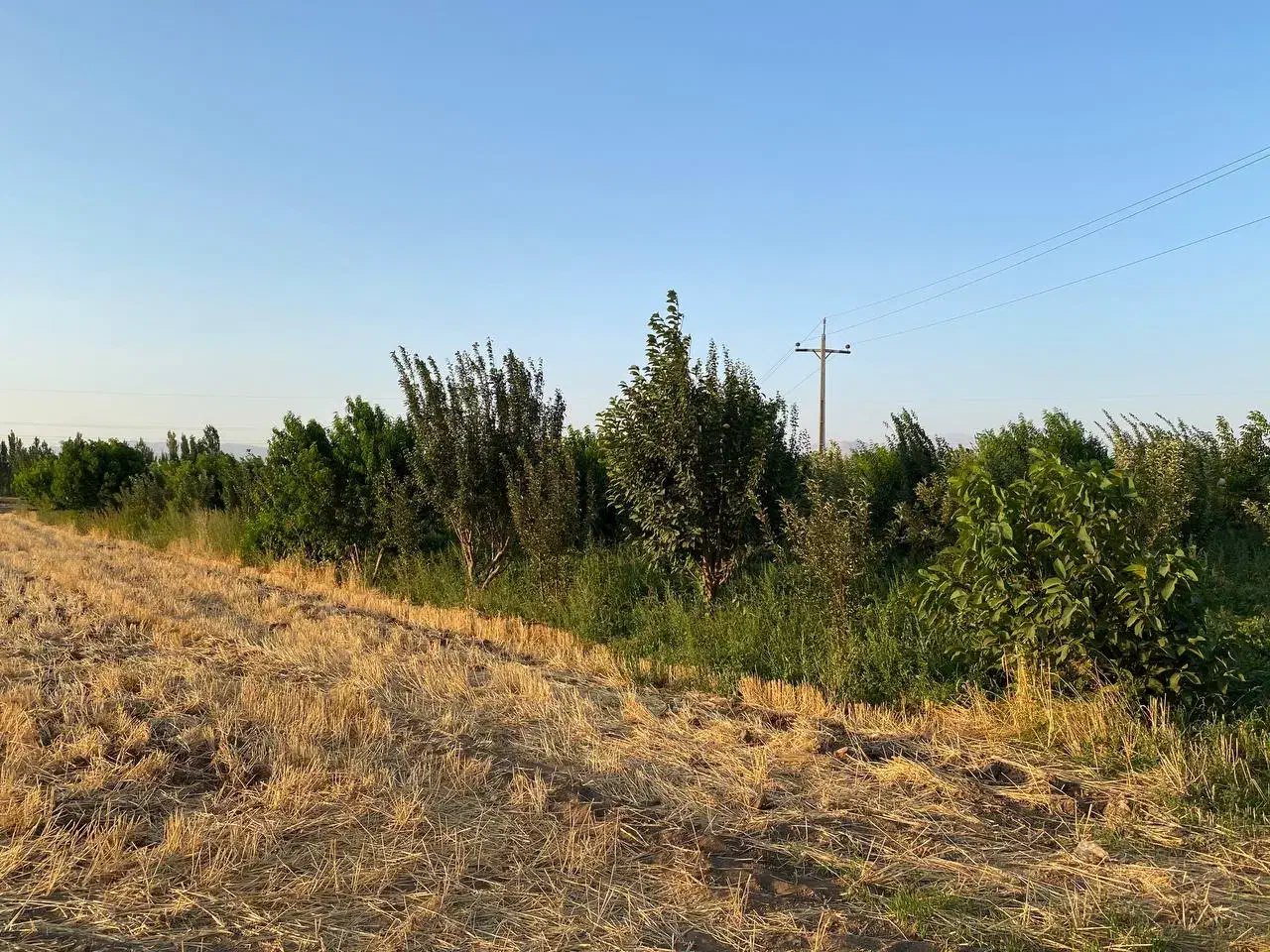 فروش فوری باغ موقعیت وقیمت بسیار مناسب|فروش دفتر صنعتی، کشاورزی، تجاری|سراب, |دیوار