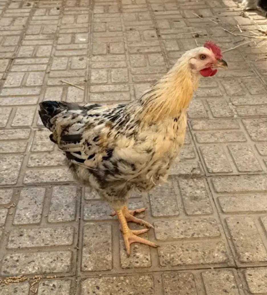 نیمچه مرغ و خروس|حیوانات مزرعه|تهران, گلستان (شهرک راه آهن)|دیوار