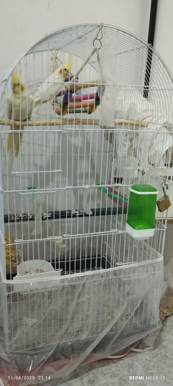 عروس هلندی لوتینو گل باقالی|پرنده|مشهد, شهید علی محمدی|دیوار