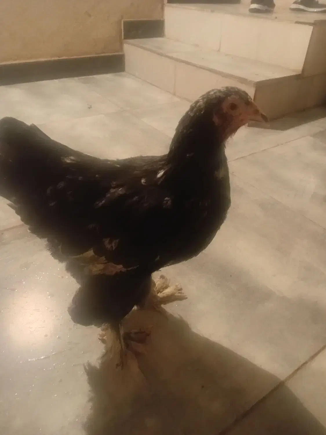 مرغ برهما|حیوانات مزرعه|احمدآبادمستوفی, |دیوار