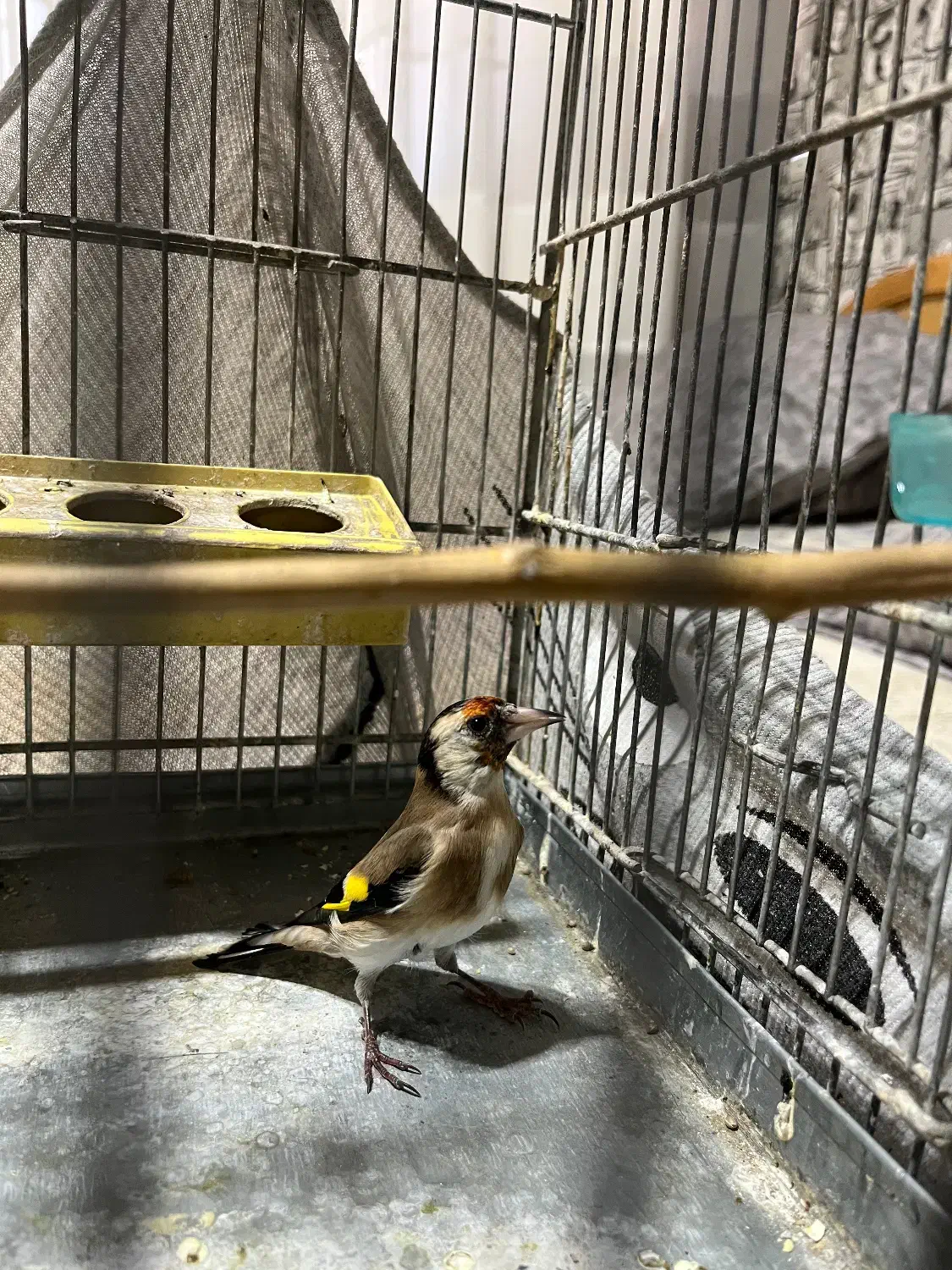 سهره ماده|پرنده|پردیس, فاز ۱|دیوار