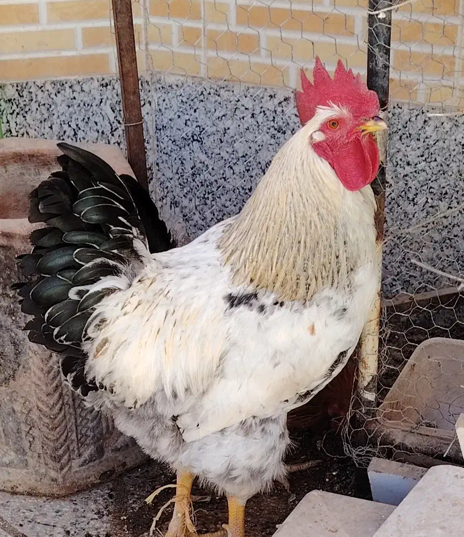 خروس|حیوانات مزرعه|مبارکه, |دیوار