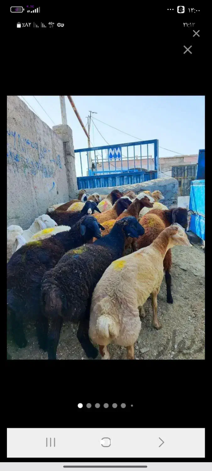 گوشتی|حیوانات مزرعه|کوهسار (البرز), |دیوار
