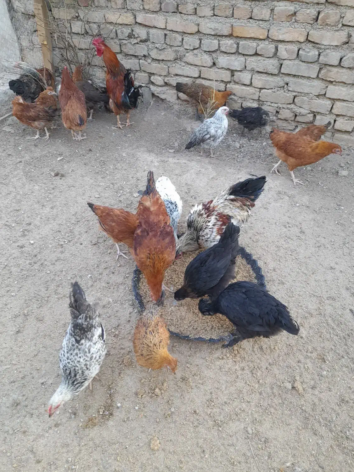 مرغ تخم گذار محلی|حیوانات مزرعه|هشتگرد, هیو|دیوار