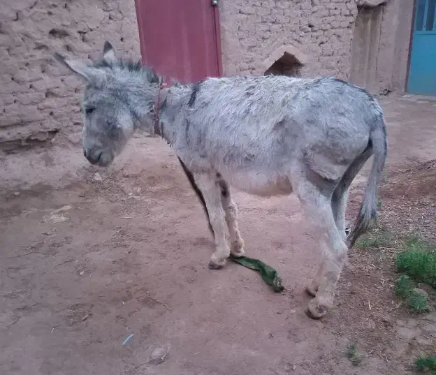 خر آرام|حیوانات مزرعه|درمیان, |دیوار