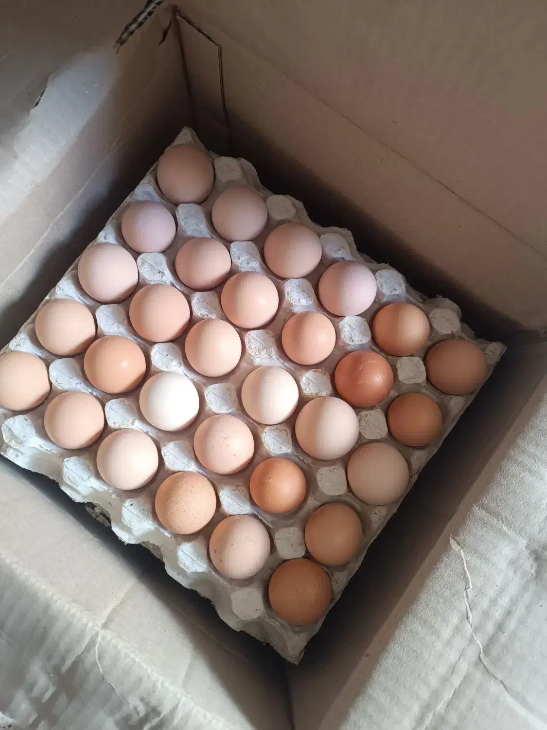 تخم مرغ محلی گلپایگان|خوردنی و آشامیدنی|مشهد, تربیت (صدف)|دیوار