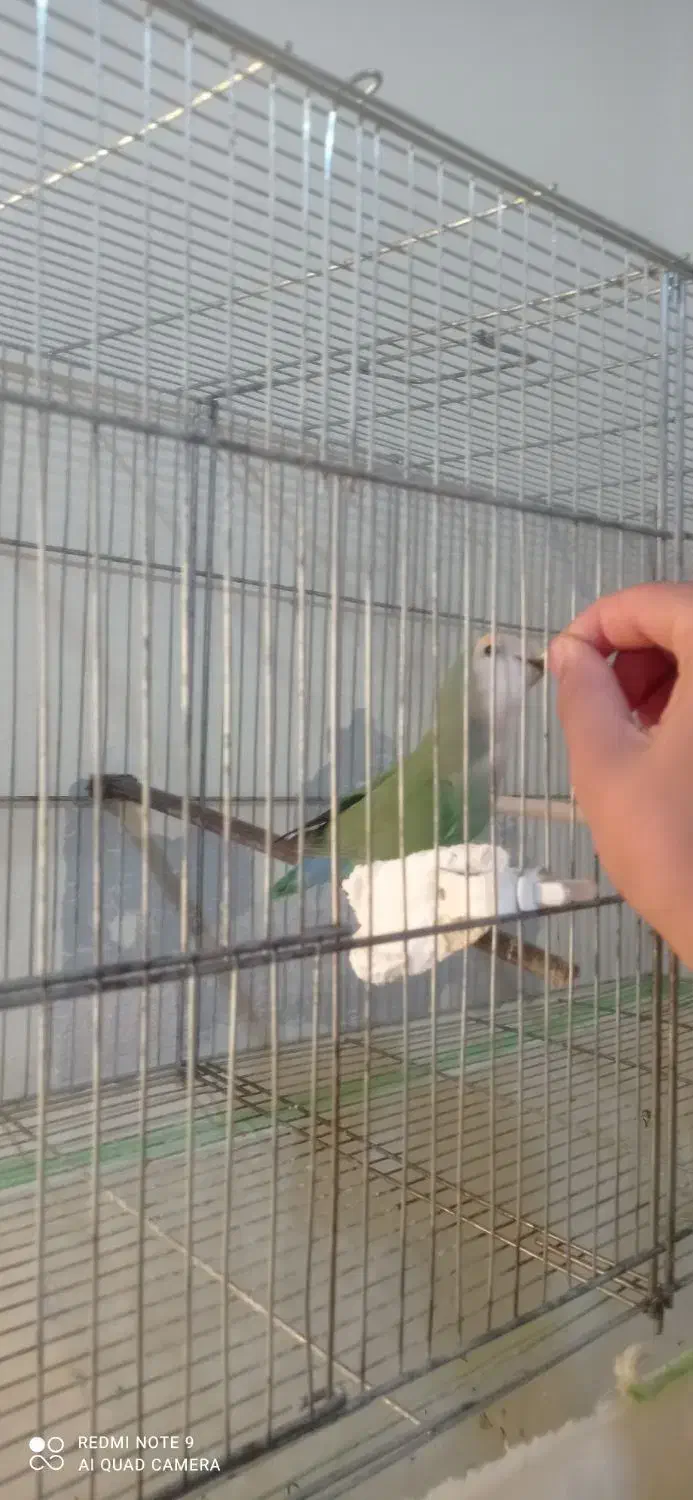 کوتوله برزیلی جفت با تخم و جوجه سرلاکی|پرنده|نیریز, |دیوار