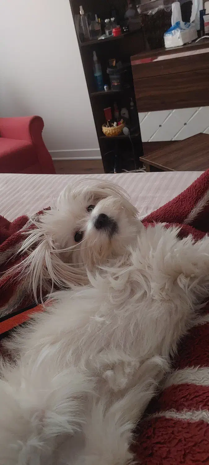 حیوان خانگی|سگ|قم, صفائیه|دیوار