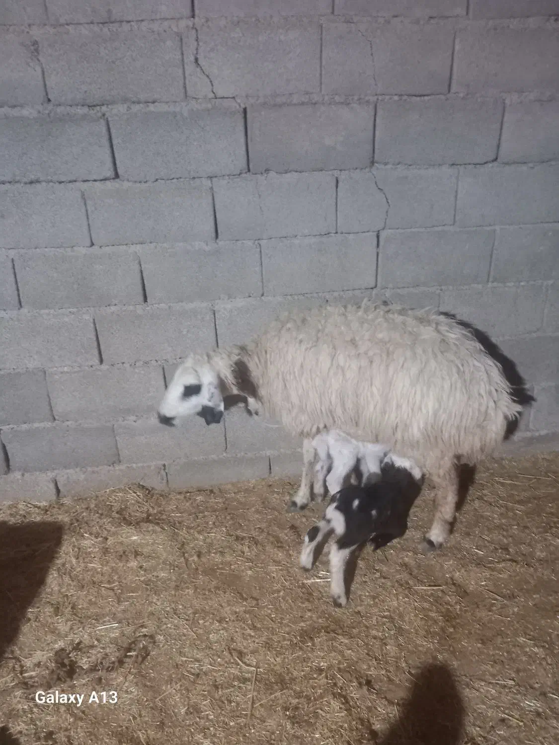 گوسفند بره دوقلو زا همگی شک‌ و کوه اول بره|حیوانات مزرعه|دهلران, |دیوار
