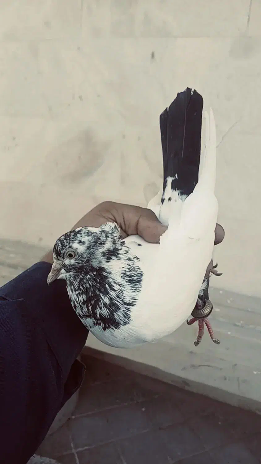 کفتر خوب واسه پرش یا جوجه گیری|پرنده|ایلخچی, |دیوار