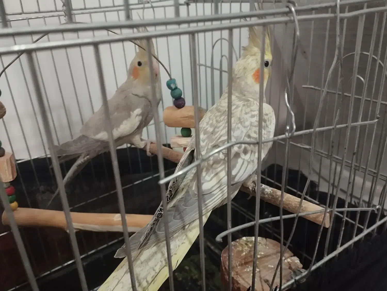 ۴تا عروس هلندی با۳تا تخم یک جفتش مولد هست|پرنده|شیراز, جمال آباد|دیوار