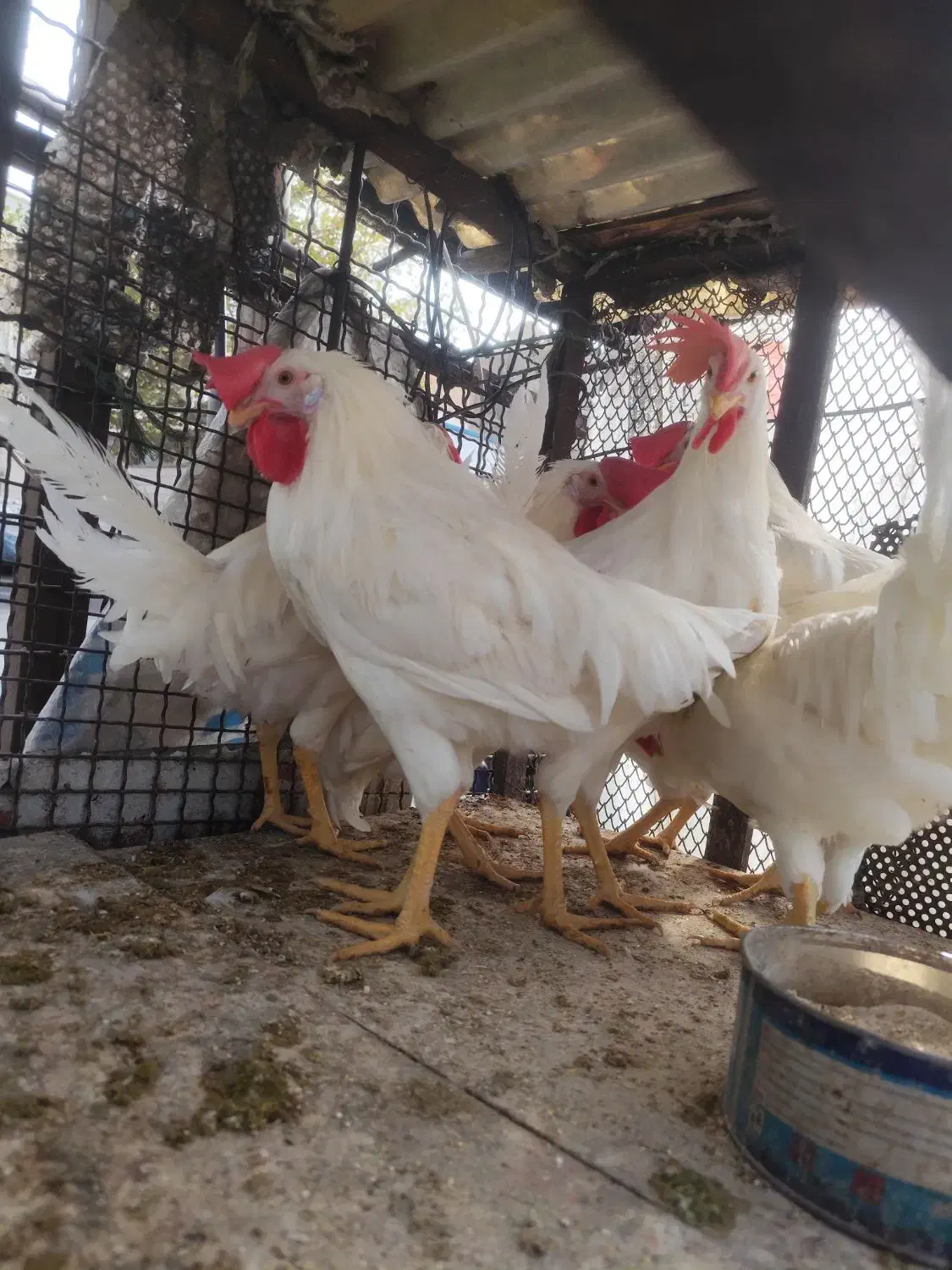 مرغ وخروس|حیوانات مزرعه|تهران, سازمان برنامه جنوبی|دیوار