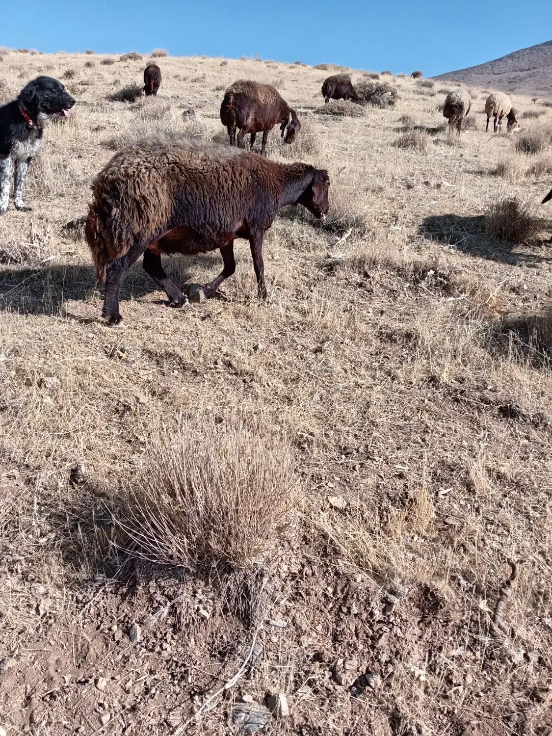 دوراس میش غزل افشار ابستن|حیوانات مزرعه|داران, |دیوار