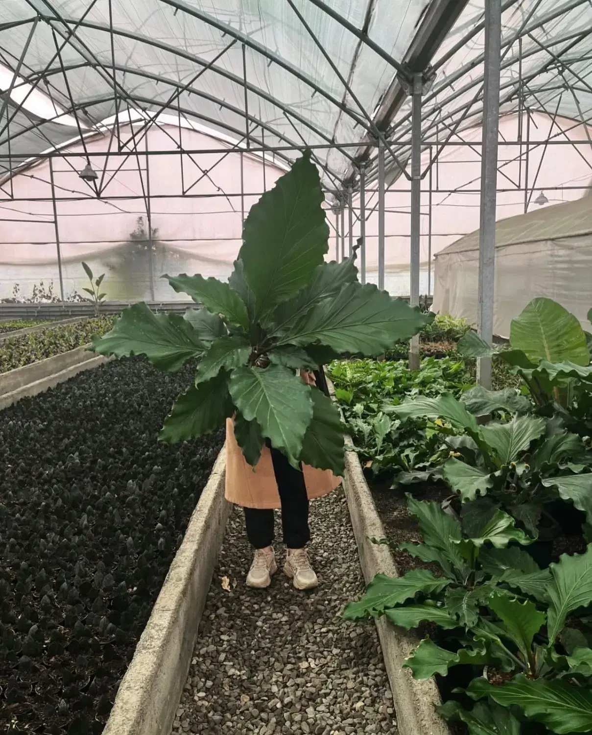 فروش انواع گلهای اپارتمانی|گل و گیاه طبیعی|سنندج, |دیوار