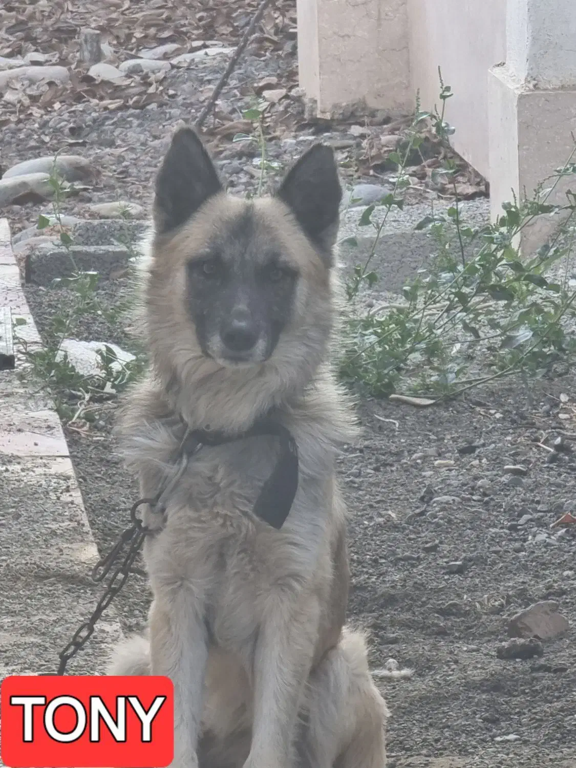 ژرمن سفید و طلایی بسیار اصیل|سگ|ماهدشت, |دیوار