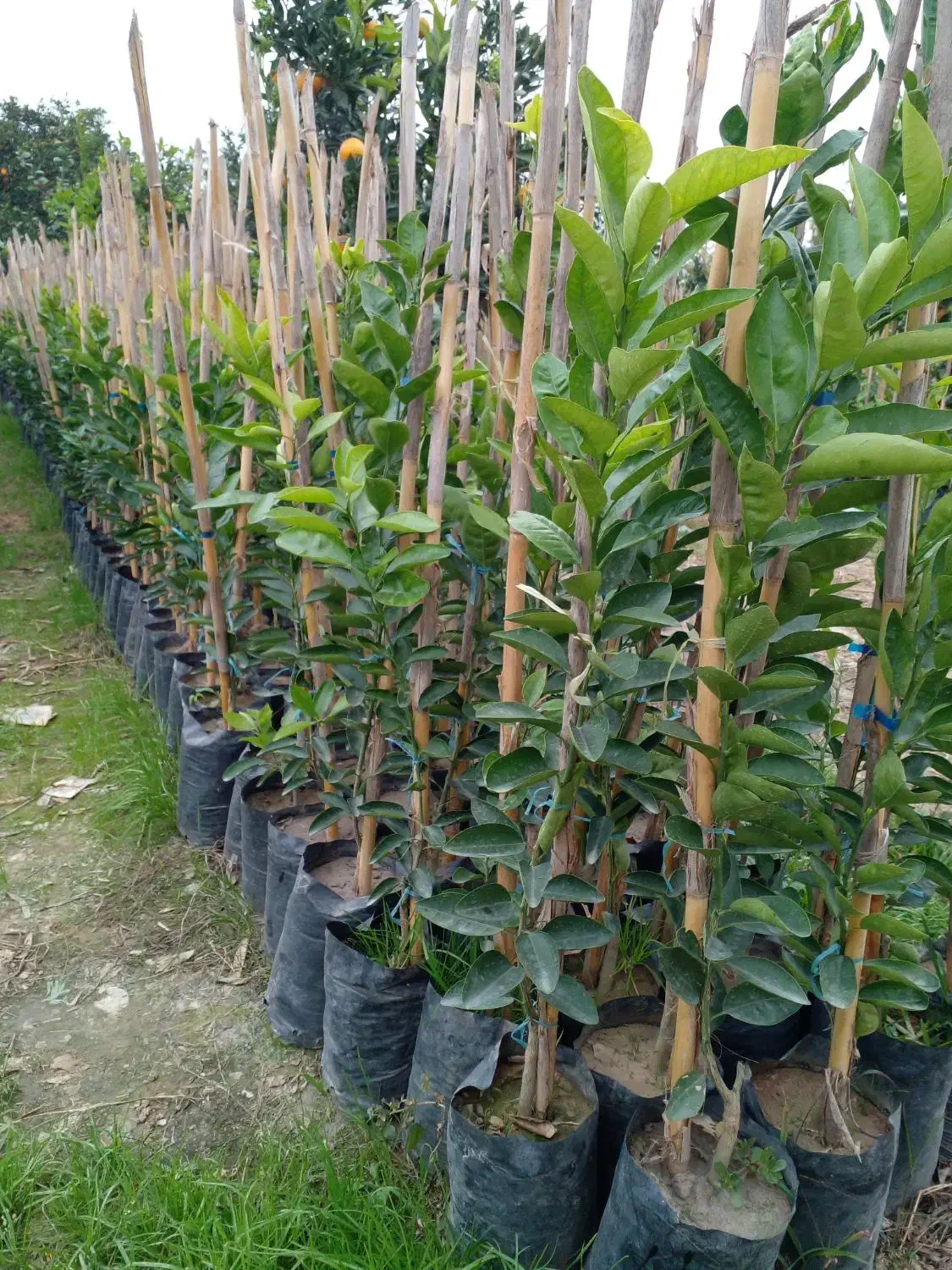 نهال نارنگی تابستونه|خدمات باغبانی و درختکاری|ساری, |دیوار