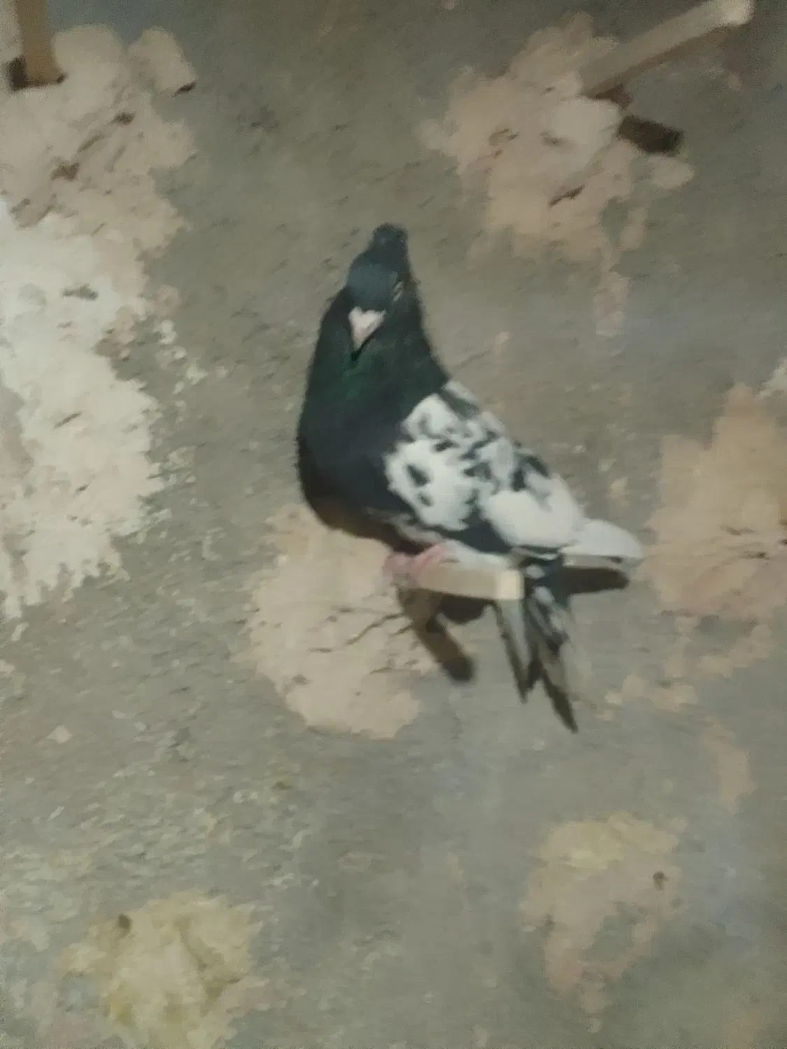 چهارتا حیوون|پرنده|قوچان, |دیوار