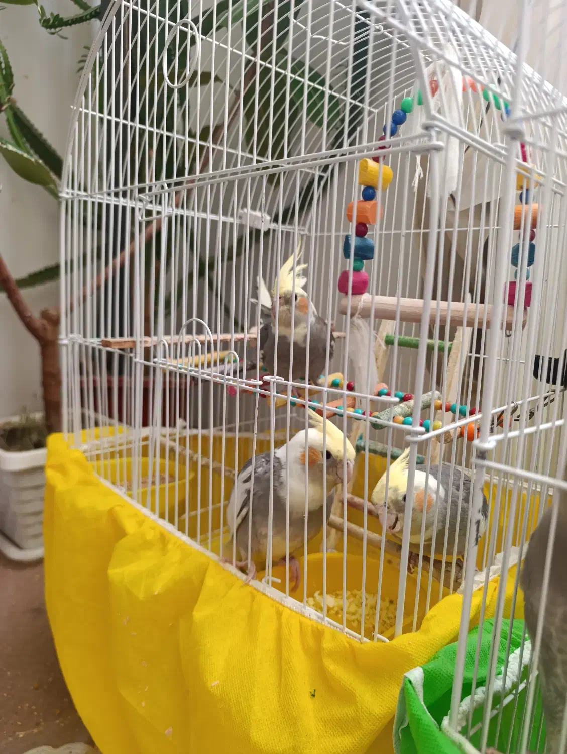 فروش عروس هلندی|پرنده|پیرانشهر, |دیوار