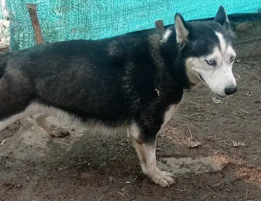 هاسکی قدکوتاه اصل|سگ|لاهیجان, بازکیاگوراب|دیوار