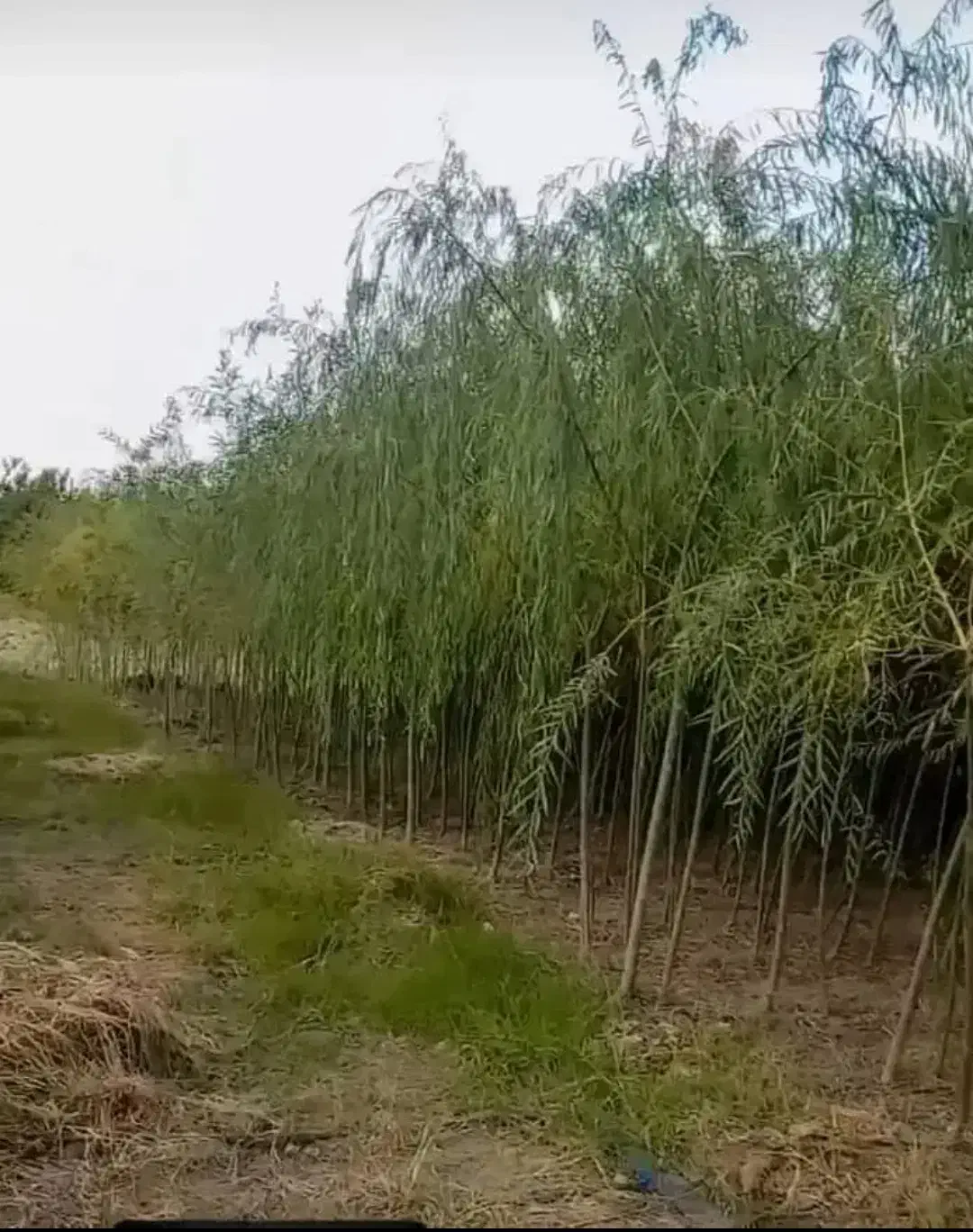 نهال بید مجنون پیوندی|گل و گیاه طبیعی|کرمان, |دیوار