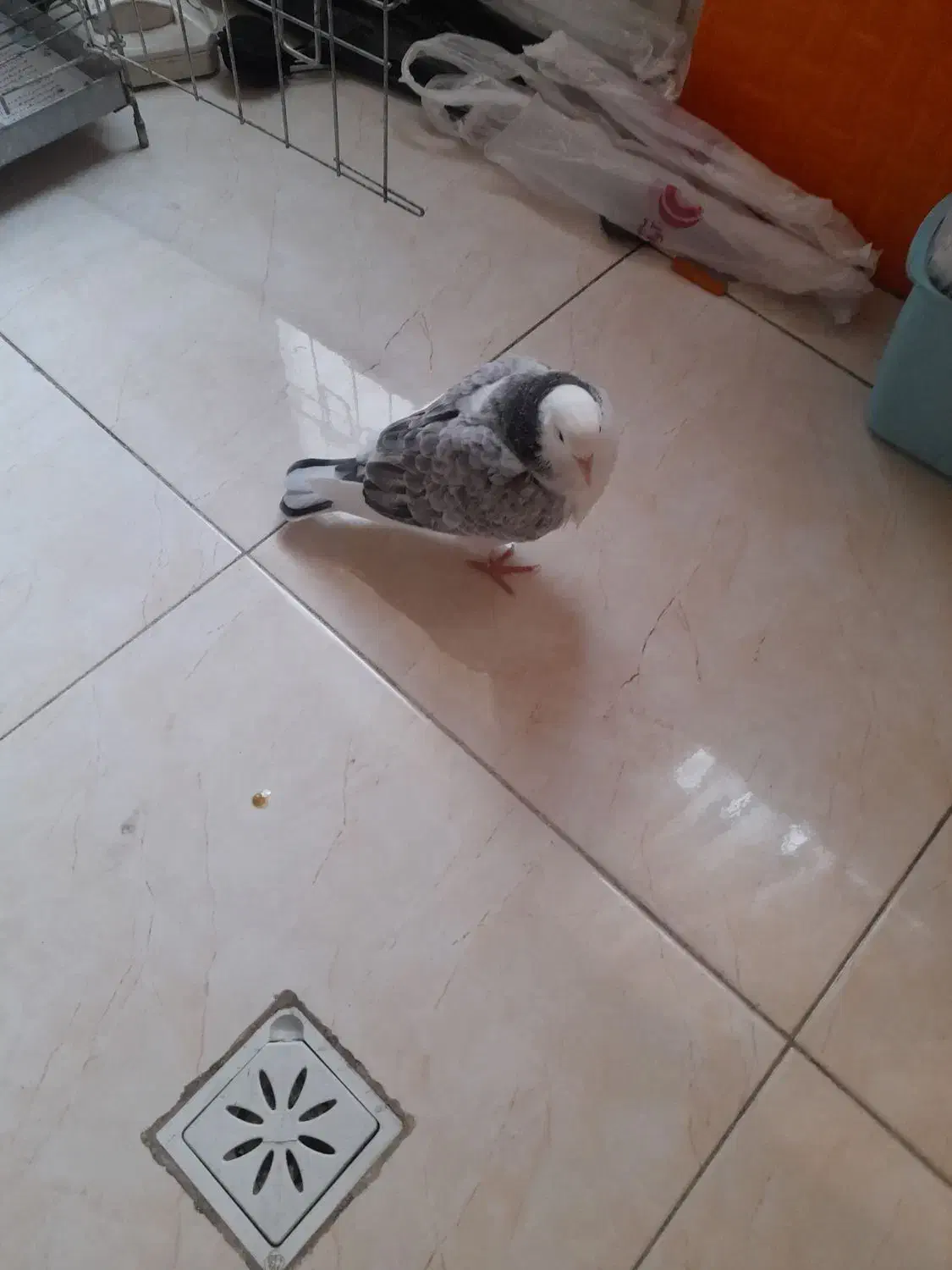 کبوتر پرشی|پرنده|تهران, دکتر هوشیار|دیوار