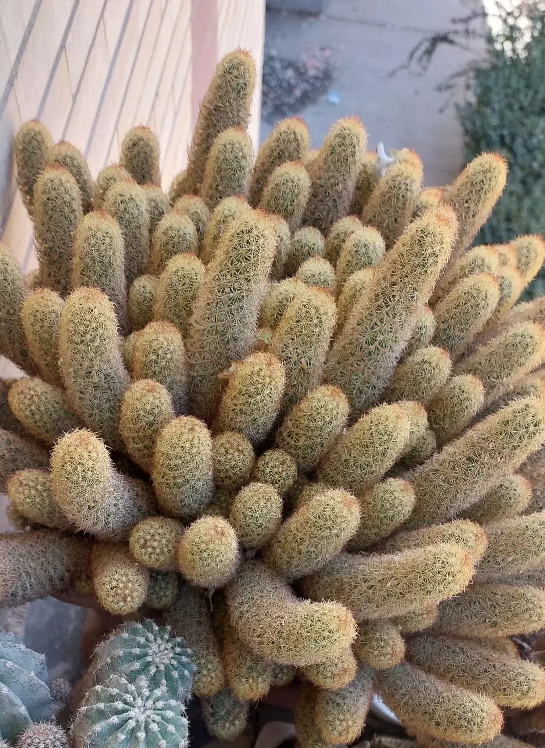 گل کاکتوس|گل و گیاه طبیعی|فولادشهر, B6|دیوار