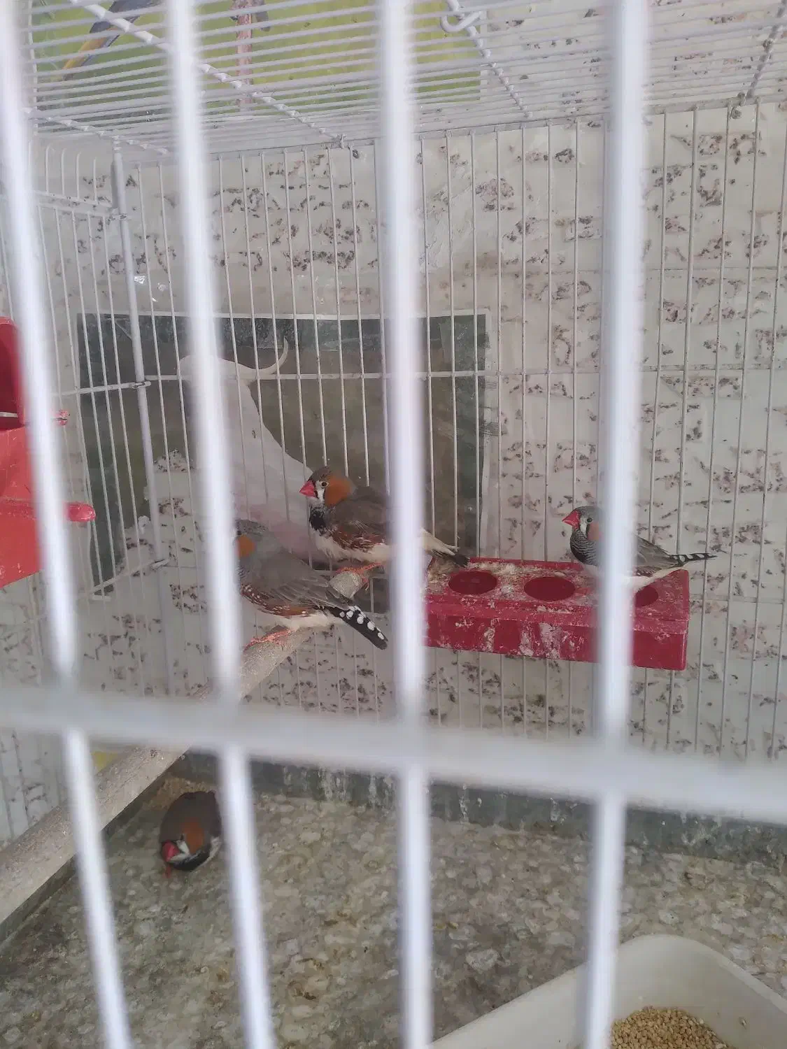 فروش فنج|پرنده|صدرا-فارس, فاز ۱|دیوار