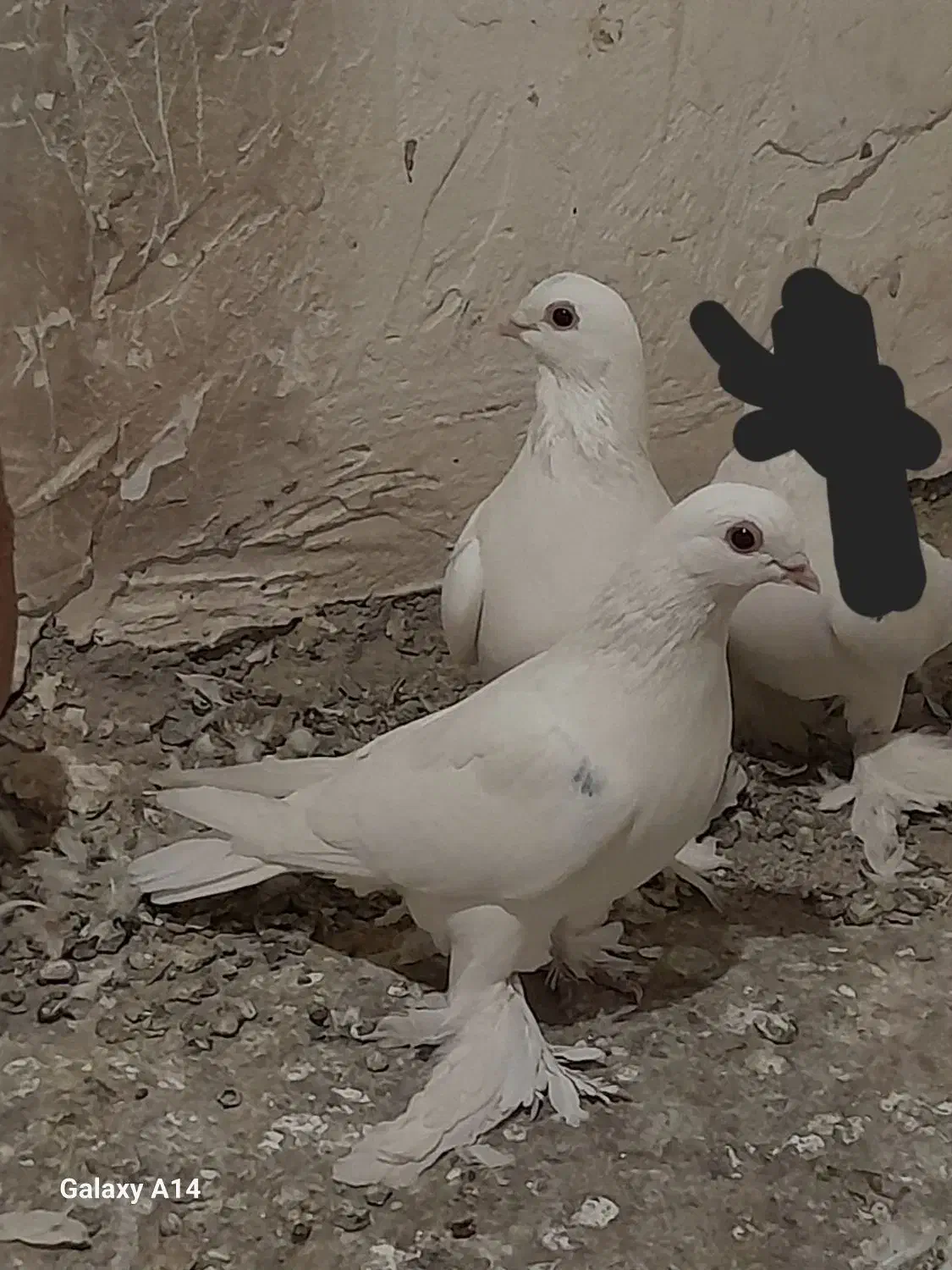 کبوتر|پرنده|باسمنج, |دیوار