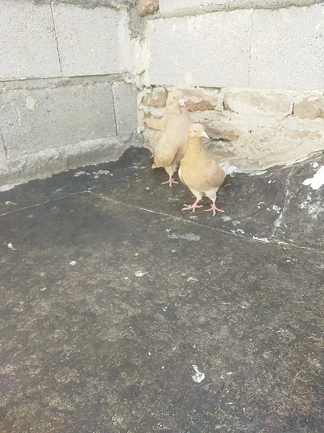 زرد|پرنده|تهران, جمهوری|دیوار