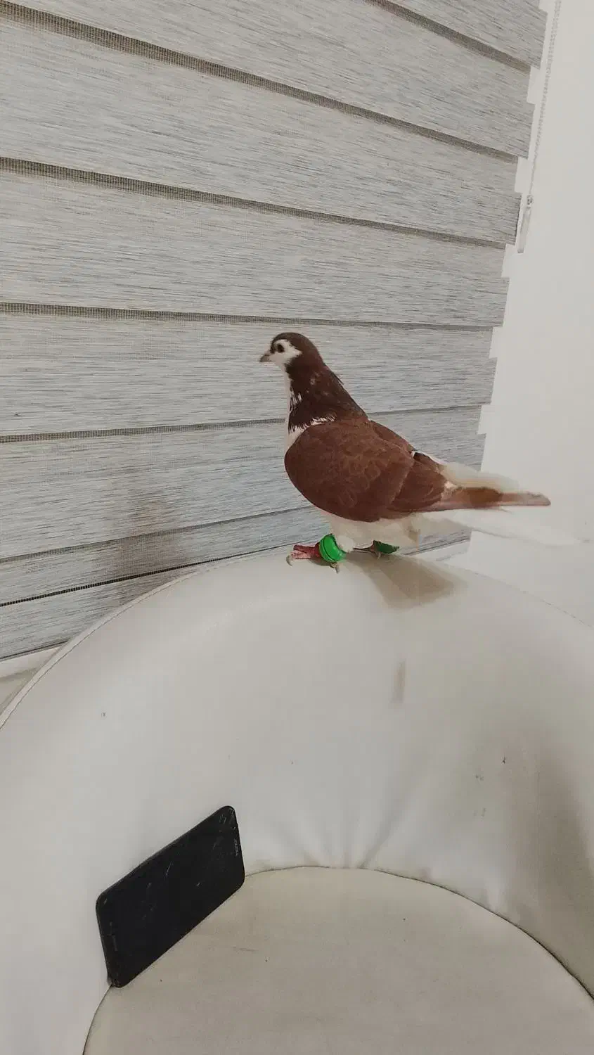 رنگه خوب هوایی چپ. وخال هردونر|پرنده|تربت جام, جامی|دیوار