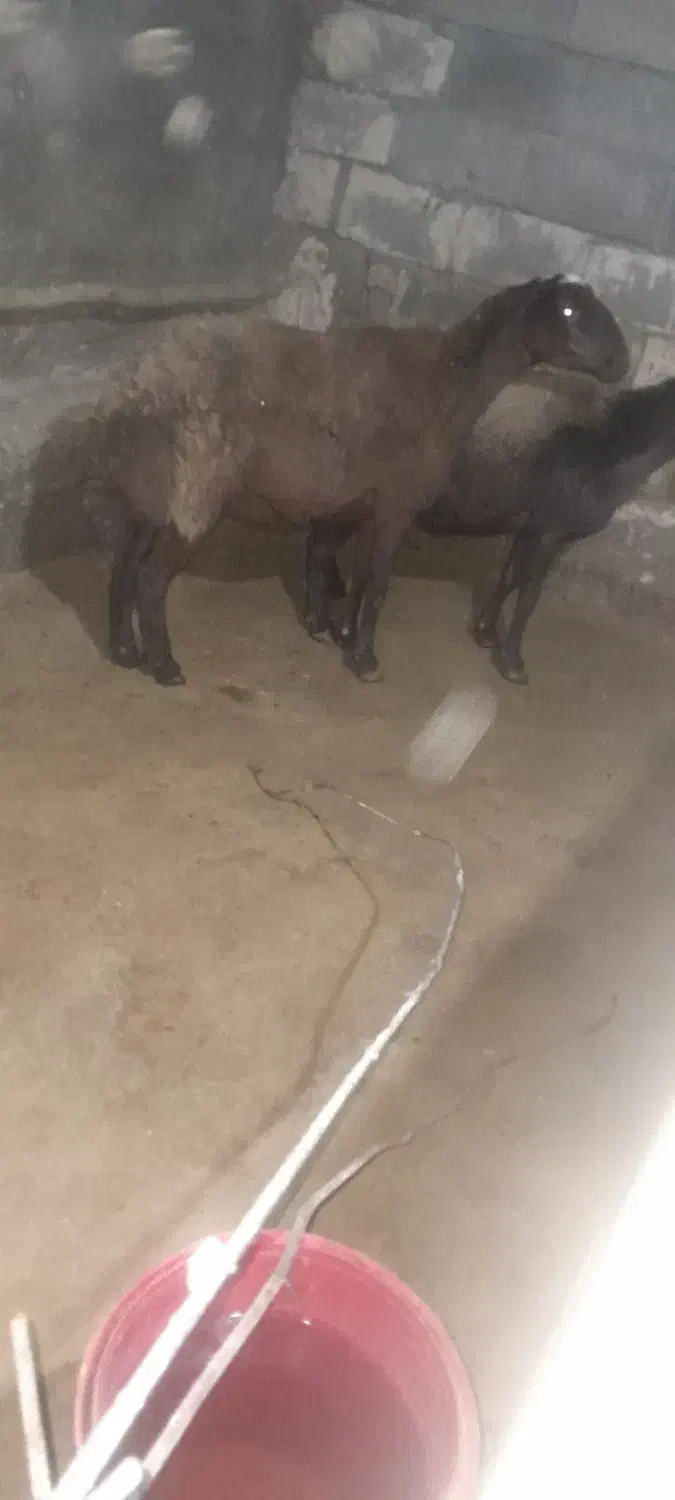 شیشک میش داشتی|حیوانات مزرعه|دورود, |دیوار