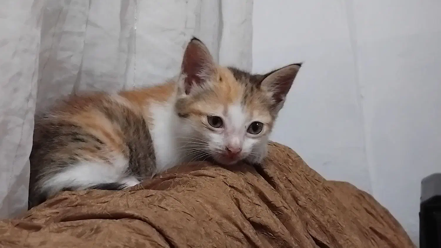 واگذاری بچه گربه رایگان|گربه|رشت, حومه رشت|دیوار