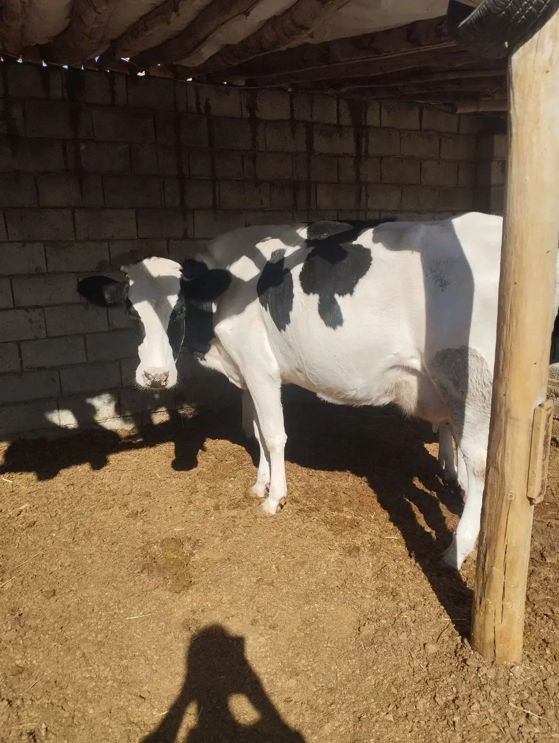 گاو شکم اول با گوساله ماده خلوص بالا|حیوانات مزرعه|درودزن, |دیوار
