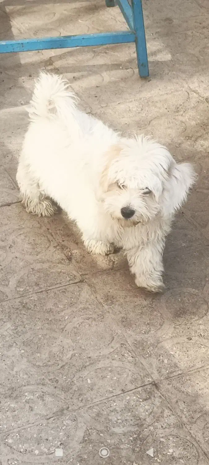 شیتزو سه ماهه|سگ|یزد, |دیوار