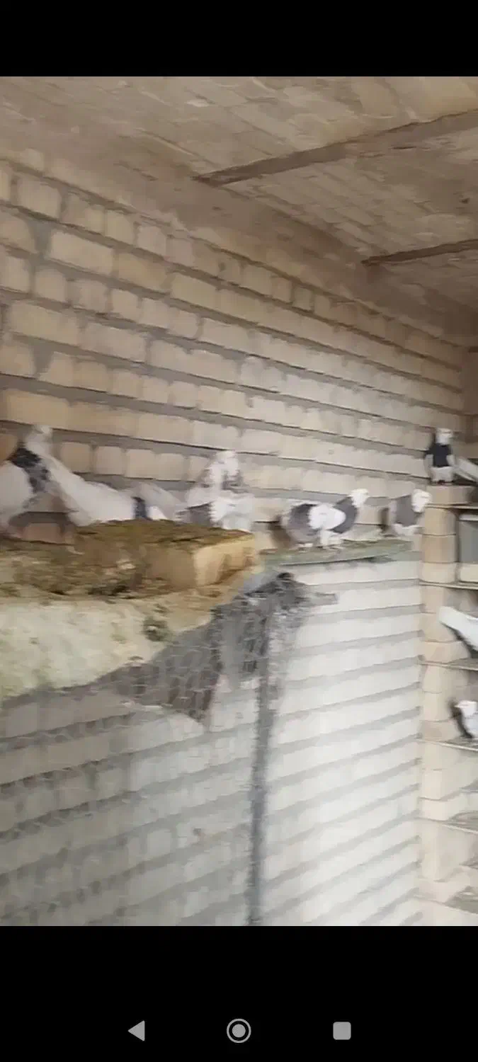 طوقی فروشی درجه یک عمده قیمت مناسب|پرنده|ورزنه, |دیوار