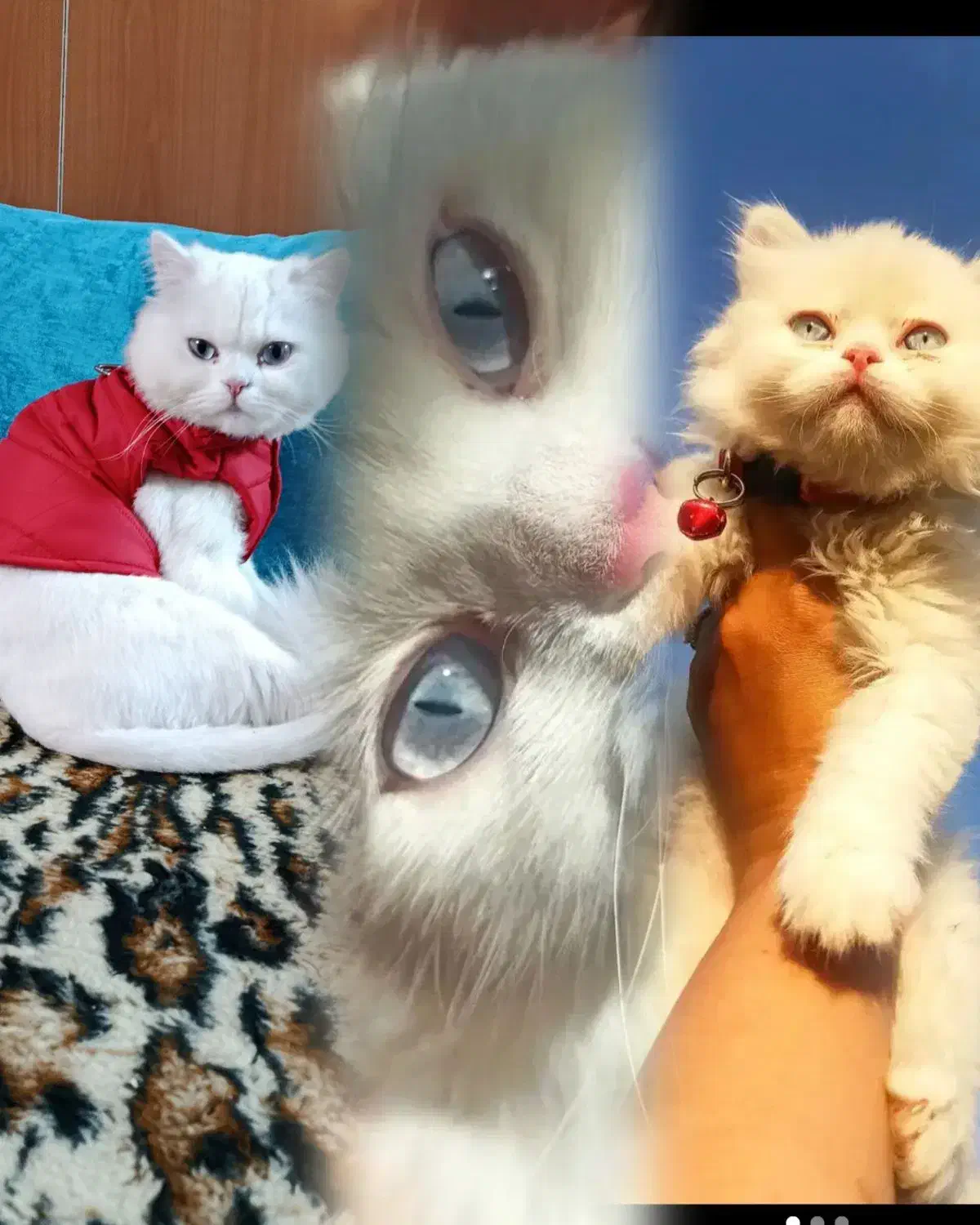 گربه سفید|گربه|قزوین, |دیوار