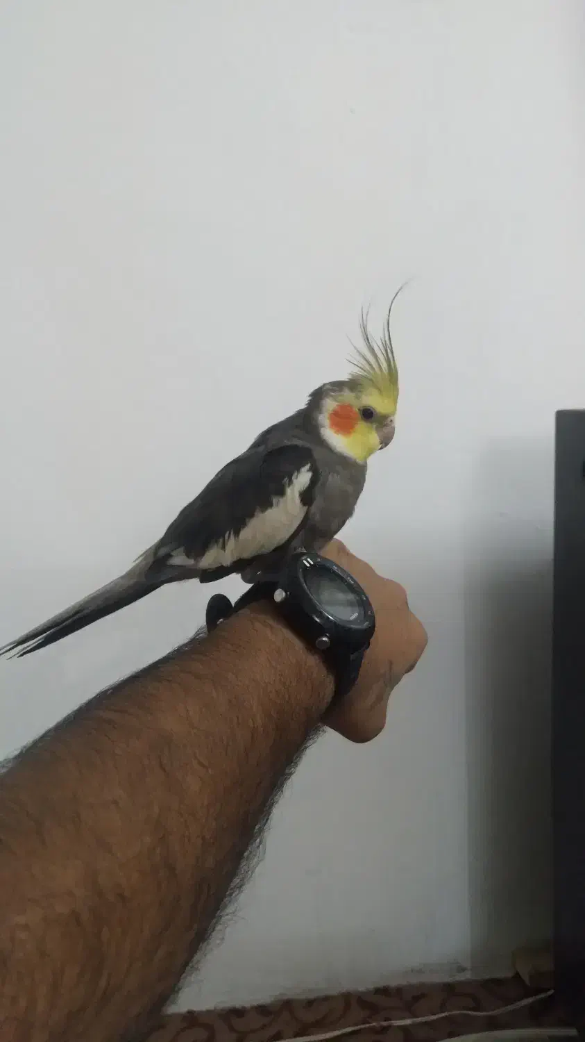 عروس.هلندی.نر|پرنده|آمل, |دیوار