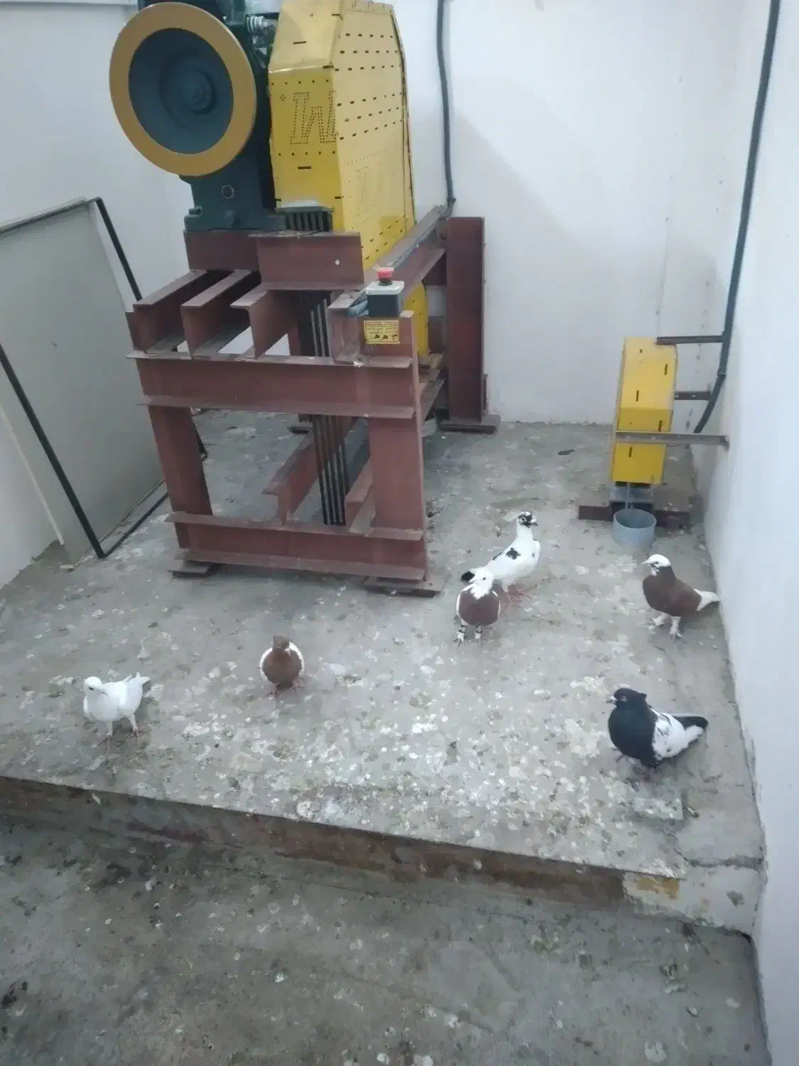 فروش|پرنده|گنبد کاووس, |دیوار