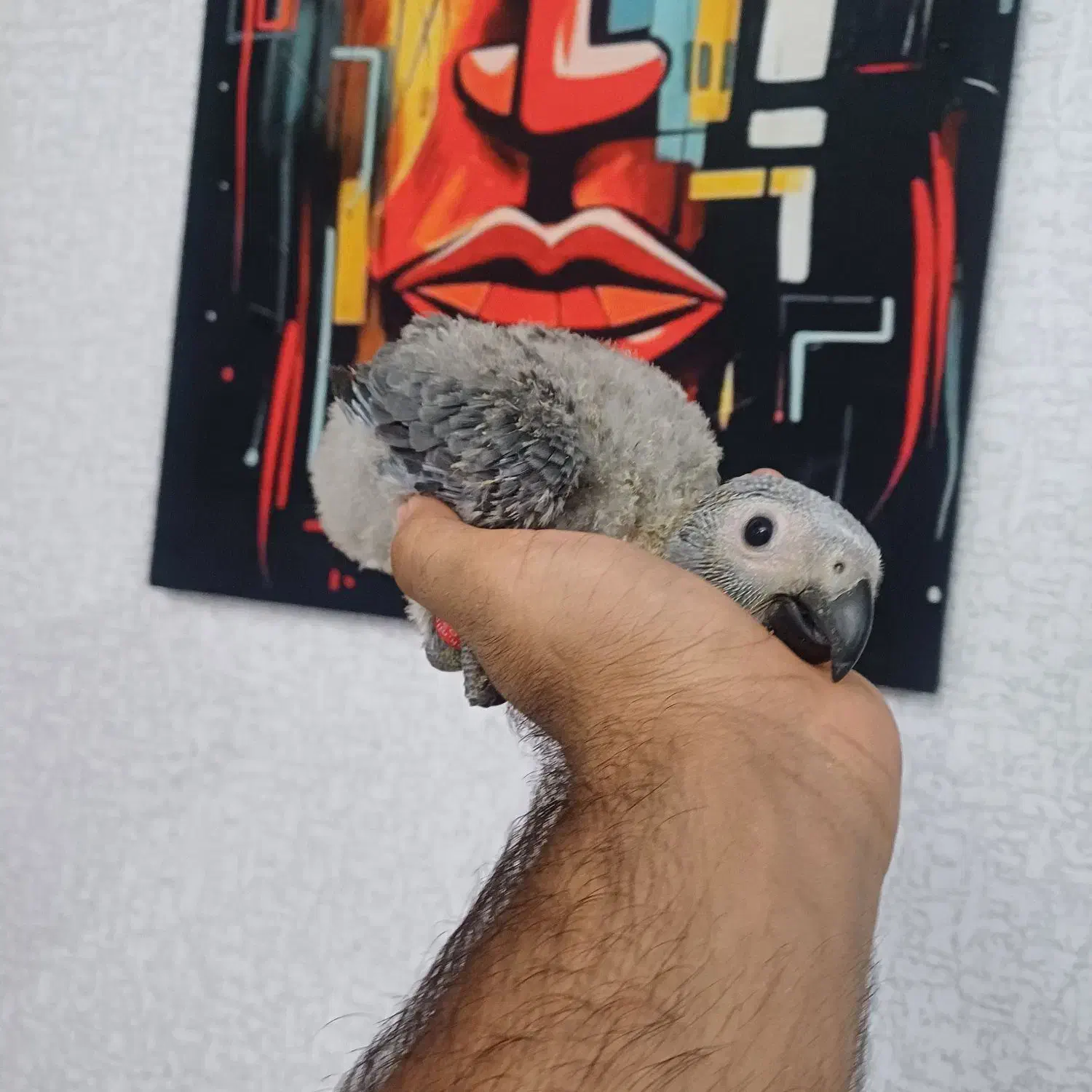 جوجه کاسکو پرورش داخل حلقه پا شاه تخم استثنایی|پرنده|تهران, هفت چنار|دیوار