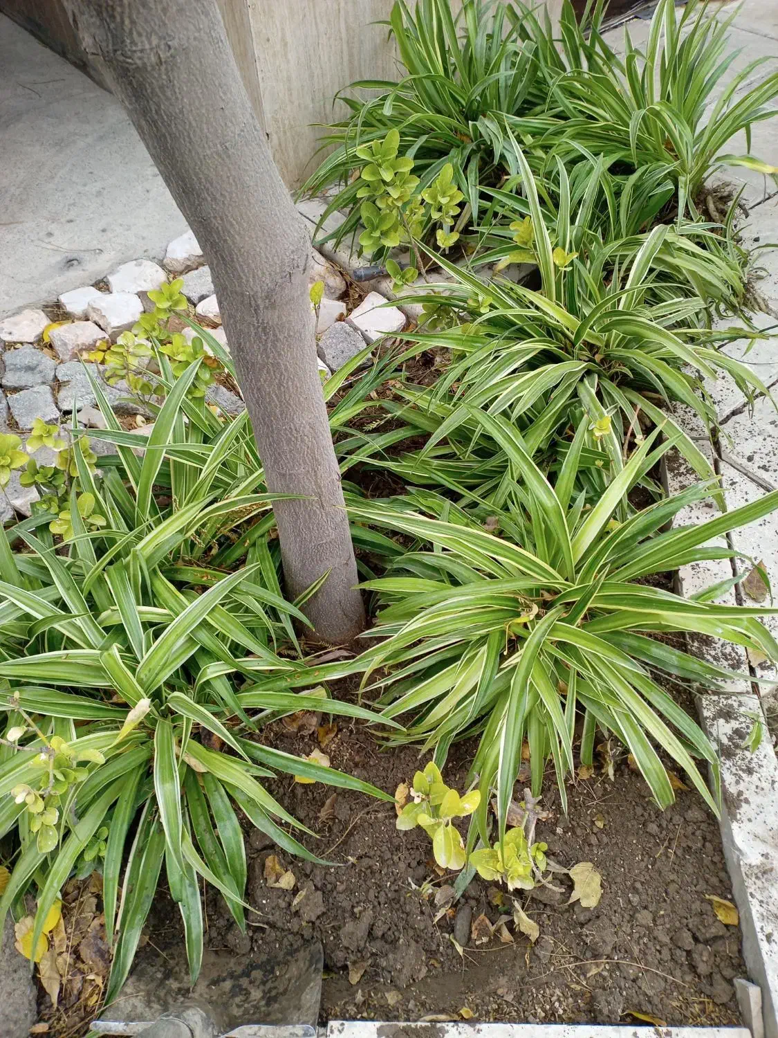 گل گندمی بزرگ|گل و گیاه طبیعی|مشهد, شهید بهشتی|دیوار