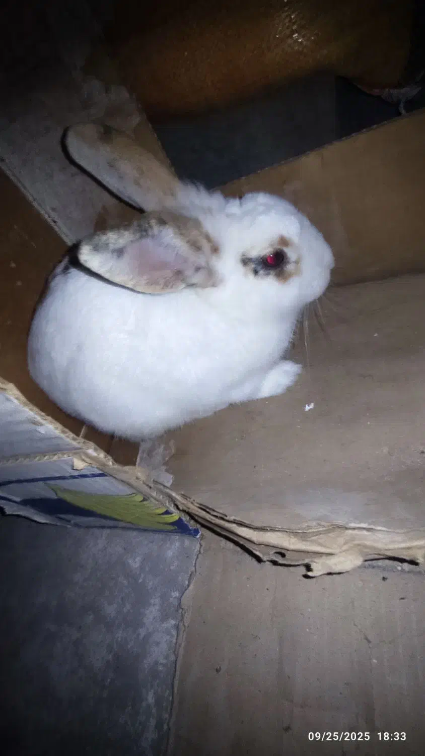 فروش خرگوش ماده|موش و خرگوش|آستانه اشرفیه, |دیوار