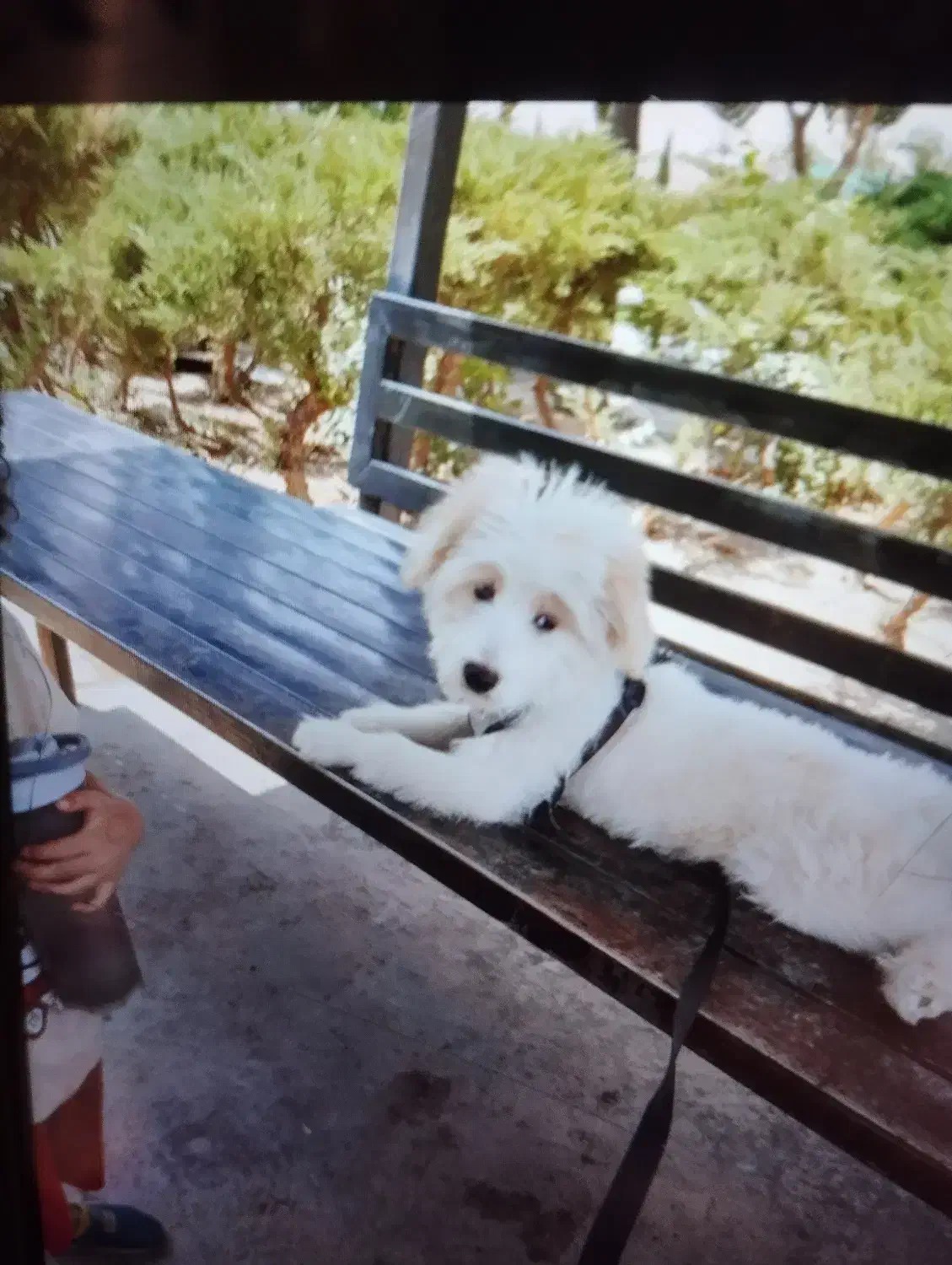 سگ تریل|سگ|فردیس, قریشی|دیوار