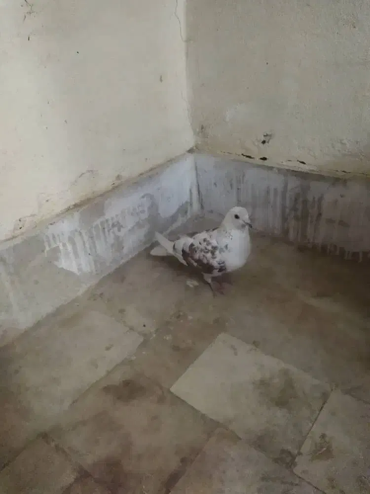 کبوتر نر|پرنده|محمدشهر, شهرک پیام (مهرالبرز)|دیوار