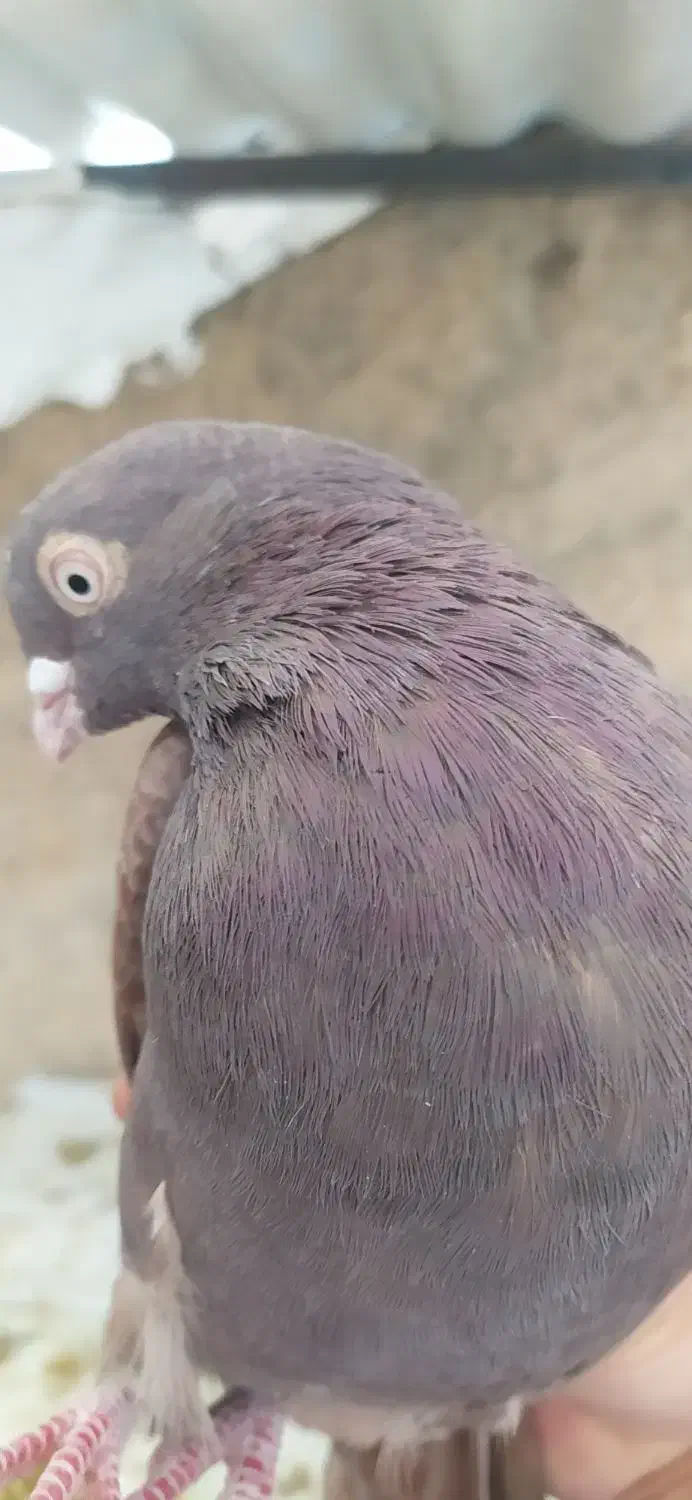 کبوتر|پرنده|شهرضا, |دیوار