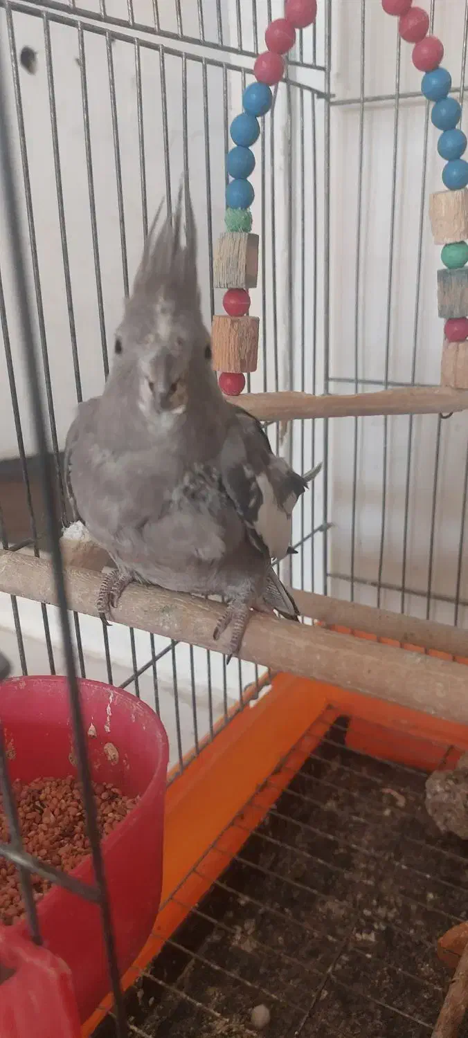 عروس هلندی۱۸۰۰|پرنده|محمدیه-قزوین, |دیوار