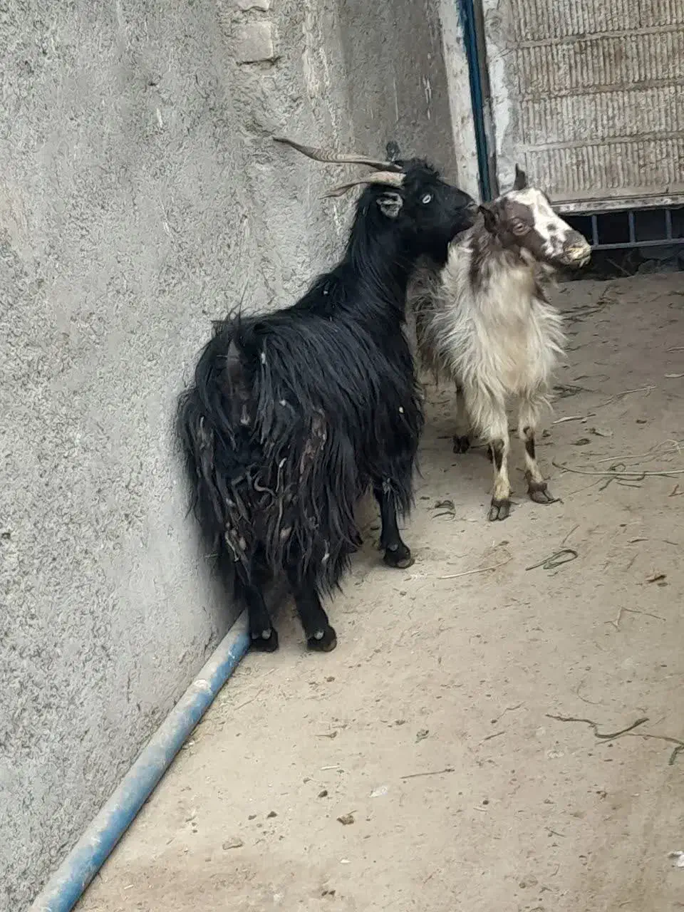 2عدد بز آبستن|حیوانات مزرعه|کاشان, لتحر|دیوار