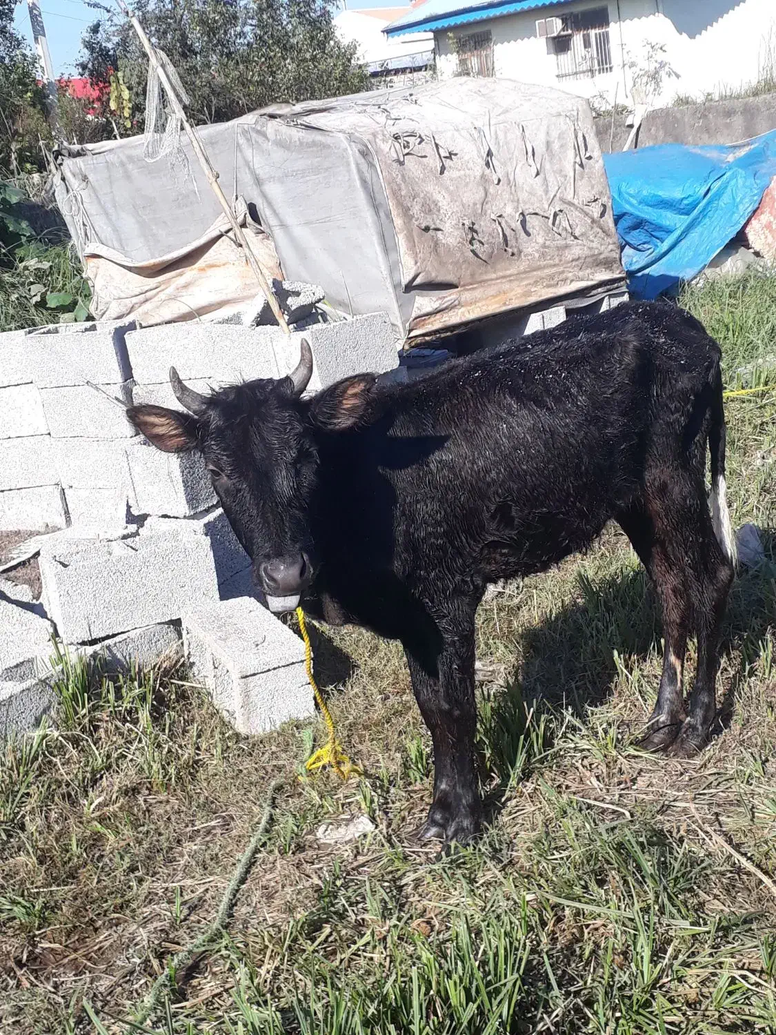 لیشه چالوسی اصیل   گاو ورزا|حیوانات مزرعه|رشت, حومه رشت|دیوار