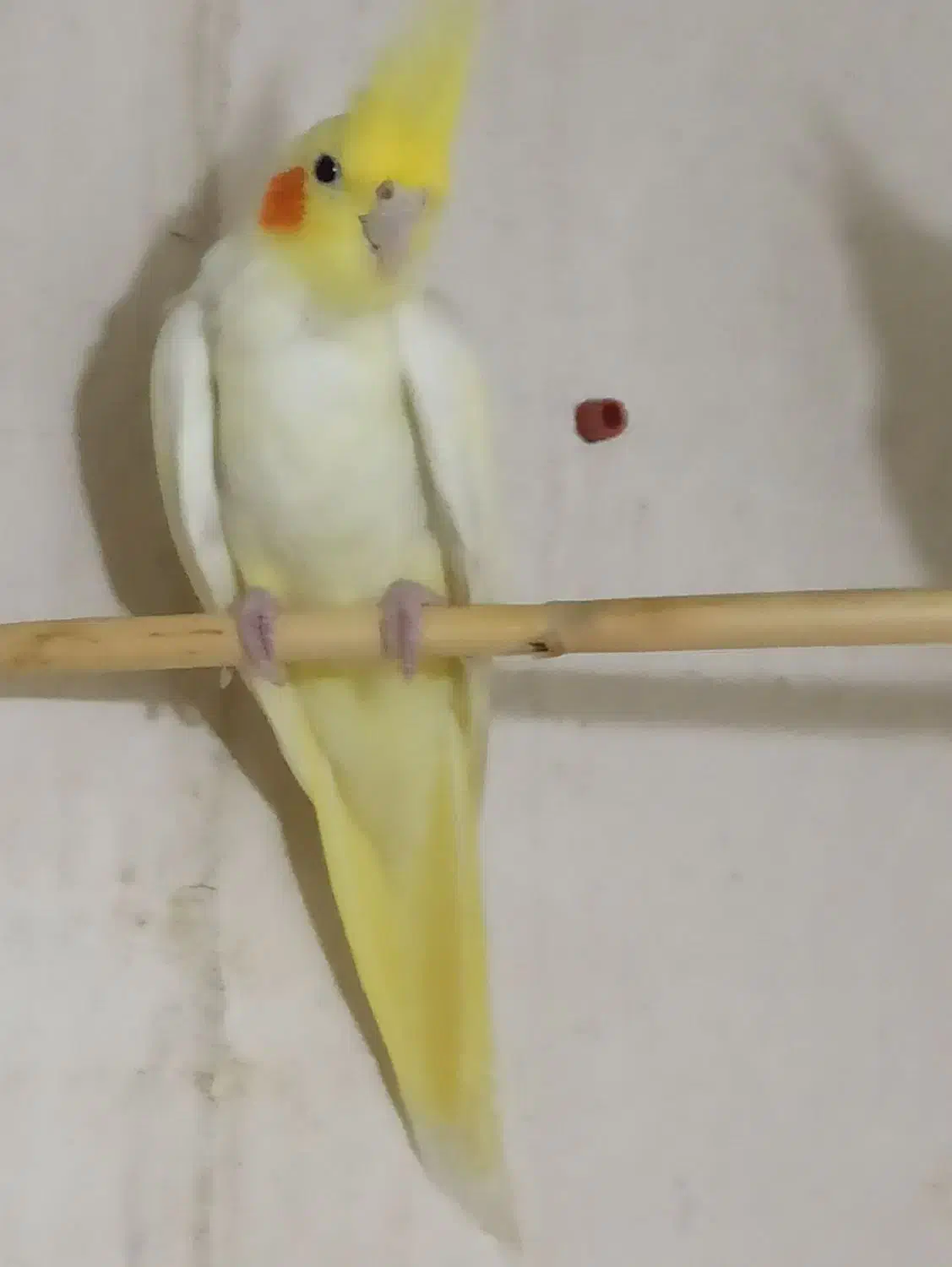 عروس هلندی|پرنده|آزادشهر, |دیوار